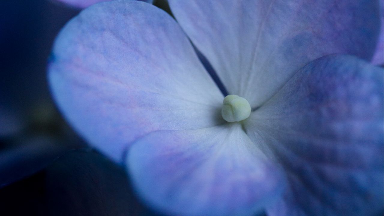 Обои гортензия, цветок, лепестки, макро, синий