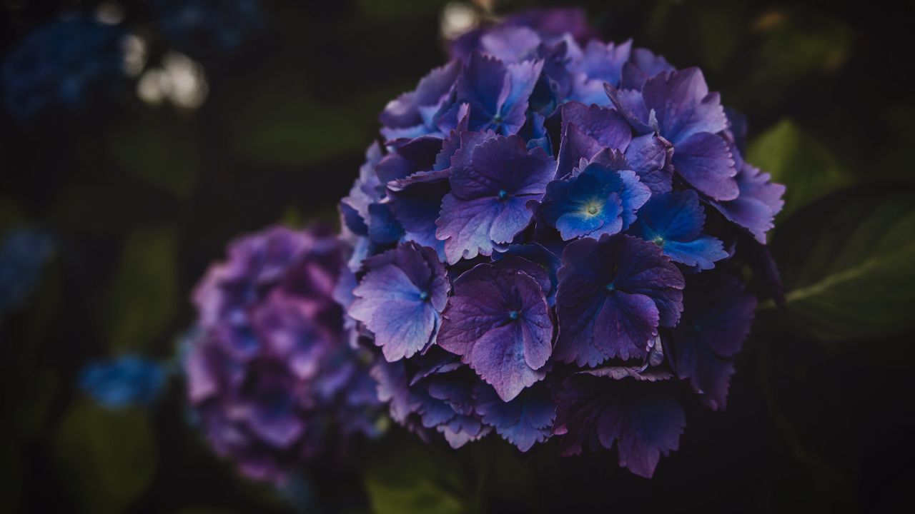 Обои гортензия, цветы, фиолетовый, соцветие, макро
