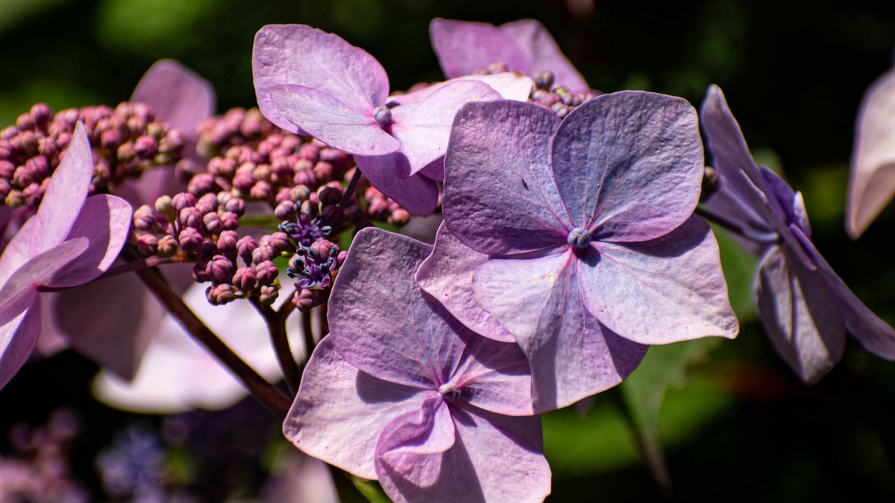 Обои гортензия, цветы, лепестки, соцветия, фиолетовый