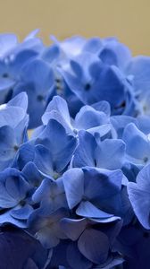 Превью обои гортензия, цветы, лепестки, синий, соцветие