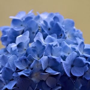 Превью обои гортензия, цветы, лепестки, синий, соцветие