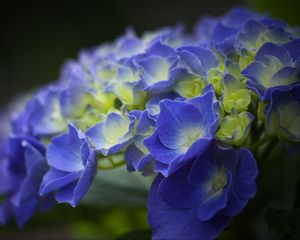 Превью обои гортензия, цветы, лепестки, синий, соцветие, размытие