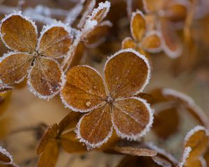 Превью обои гортензия, цветы, лепестки, мороз