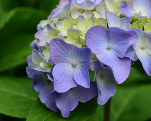 Превью обои гортензия, цветы, лепестки, листья, фиолетовый