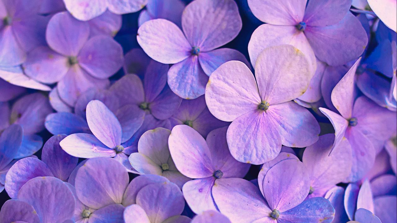 Обои гортензия, цветы, лепестки, фиолетовый