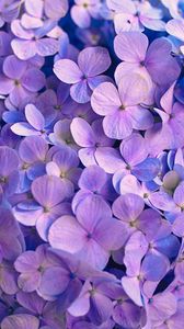 Превью обои гортензия, цветы, лепестки, фиолетовый