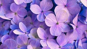 Превью обои гортензия, цветы, лепестки, фиолетовый