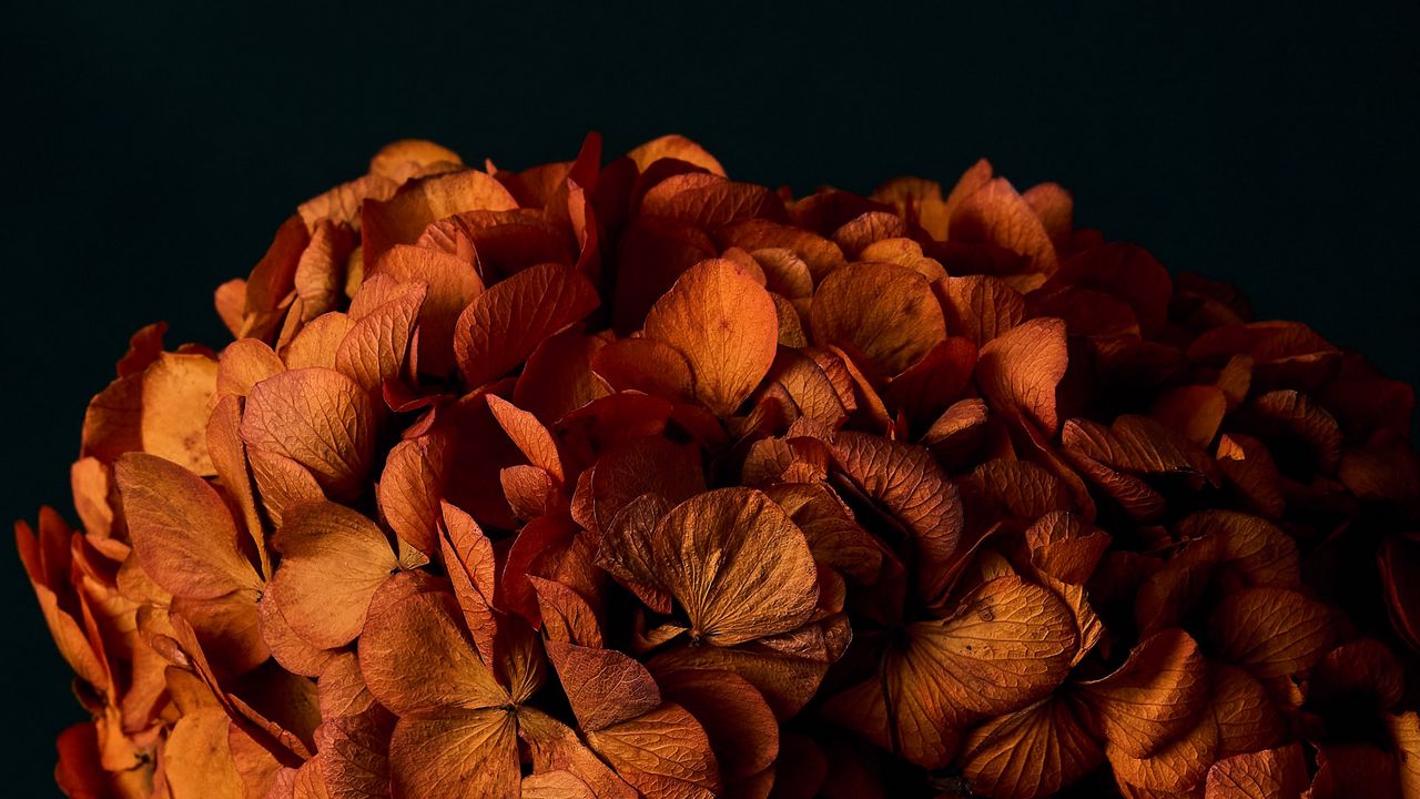 Обои гортензия, цветы, лепестки, оранжевый