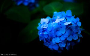 Превью обои гортензия, цветы, лепестки, синий