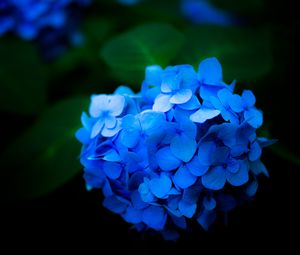 Превью обои гортензия, цветы, лепестки, синий