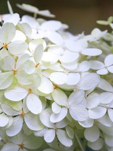 Превью обои гортензия, цветы, макро, размытие, белый