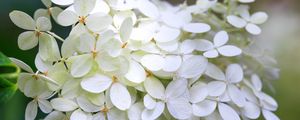 Превью обои гортензия, цветы, макро, размытие, белый