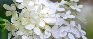 Превью обои гортензия, цветы, макро, размытие, белый
