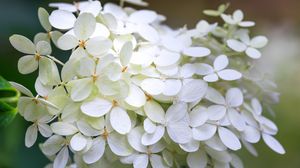 Превью обои гортензия, цветы, макро, размытие, белый