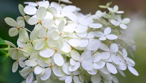 Превью обои гортензия, цветы, макро, размытие, белый