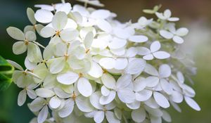 Превью обои гортензия, цветы, макро, размытие, белый
