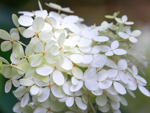 Превью обои гортензия, цветы, макро, размытие, белый