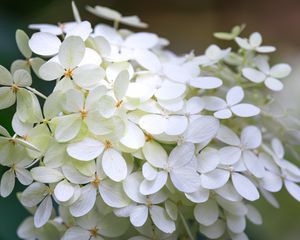 Превью обои гортензия, цветы, макро, размытие, белый