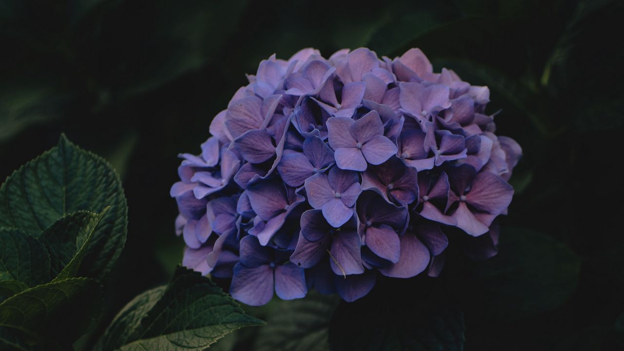 Обои гортензия, цветы, соцветия, фиолетовый, темный