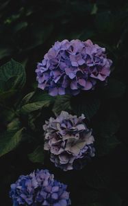 Превью обои гортензия, цветы, соцветия, фиолетовый, темный