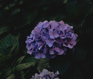 Превью обои гортензия, цветы, соцветия, фиолетовый, темный