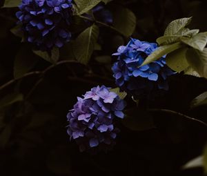 Превью обои гортензия, цветы, соцветия, синий, цветение