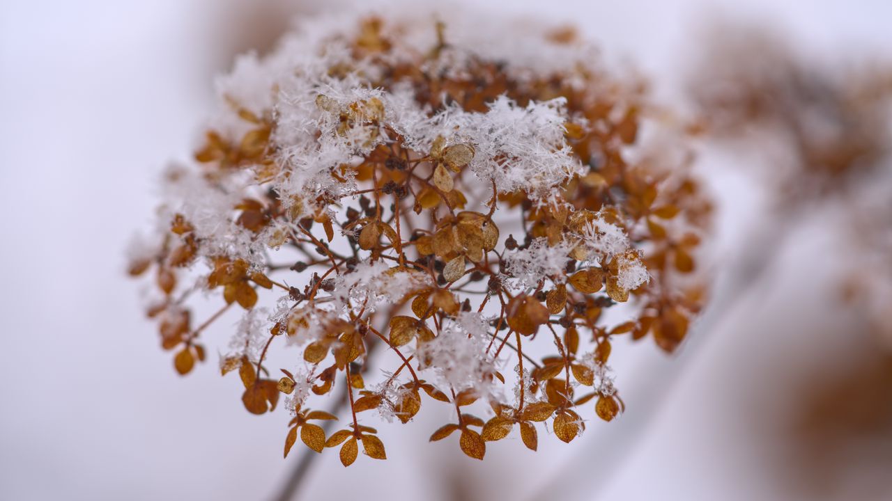 Обои гортензия, цветы, ветка, сухой, снег