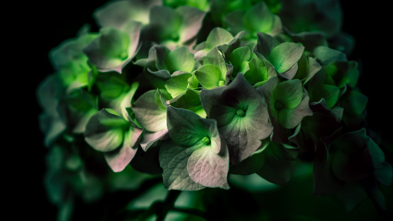 Обои гортензия, зеленый, цветок, крупным планом