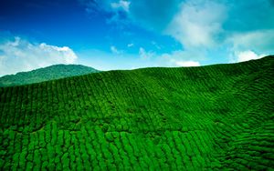 Превью обои горы, чай, плантация, зелень, высота