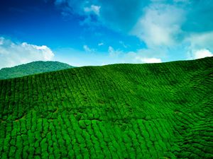 Превью обои горы, чай, плантация, зелень, высота