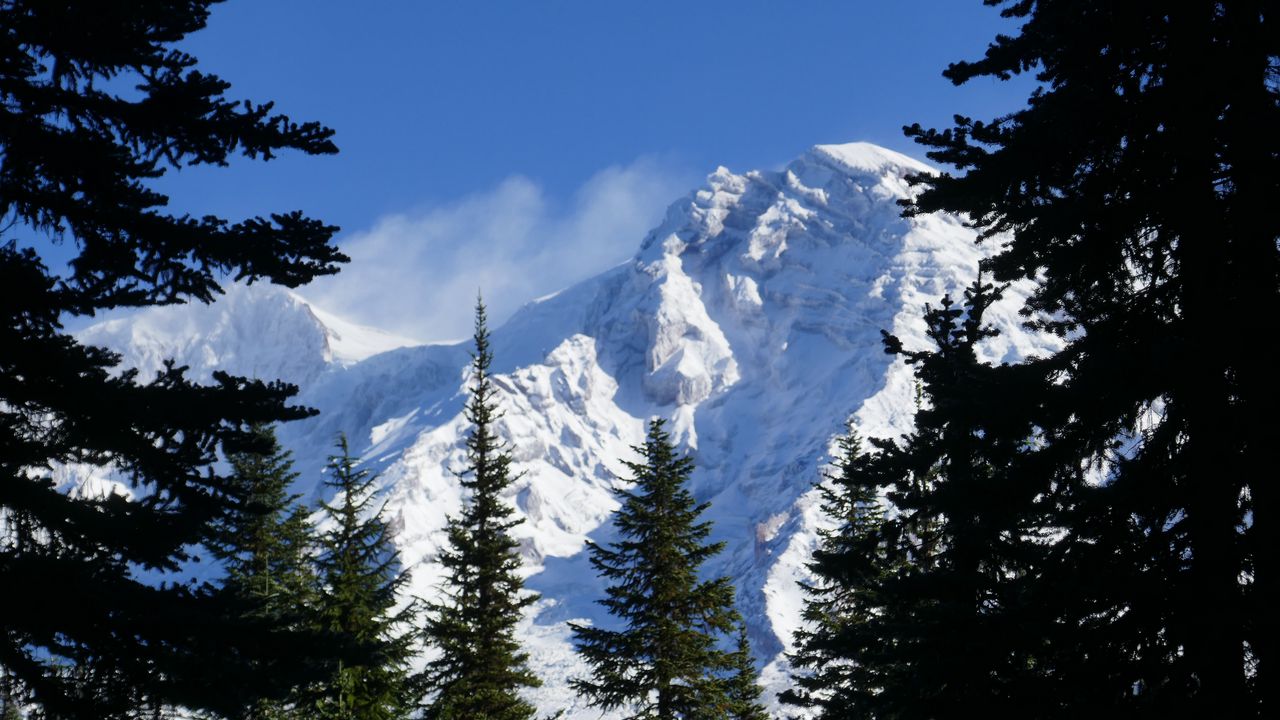 Обои горы, деревья, ель, ветки, снег, заснеженный