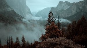 Превью обои горы, деревья, ель, туман, природа