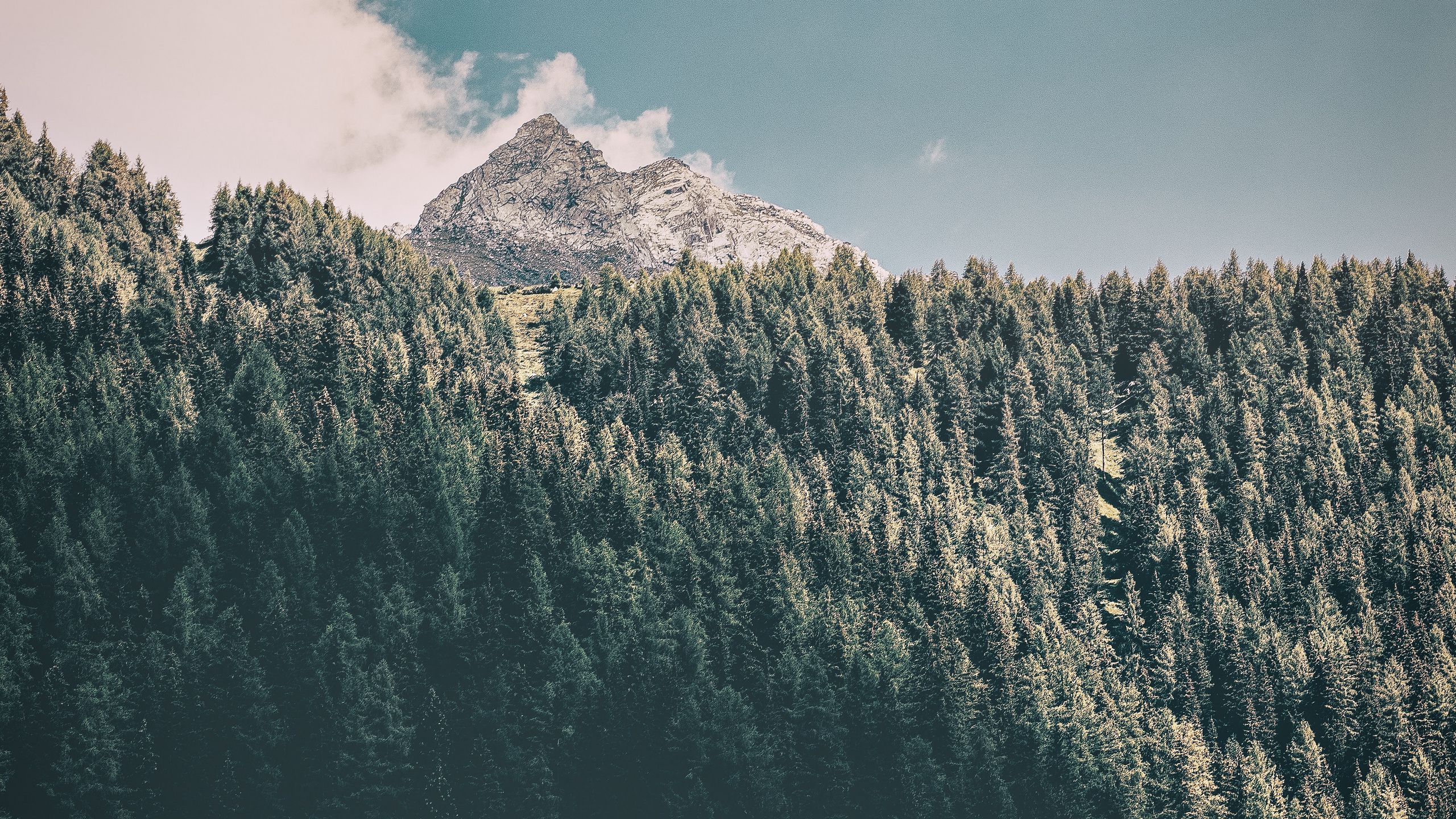 Forest windows. Горы хвоя Эстетика. Лес виндовс 10. Обои виндовс 10 лес. Обои с виндовс 10 с лесом.