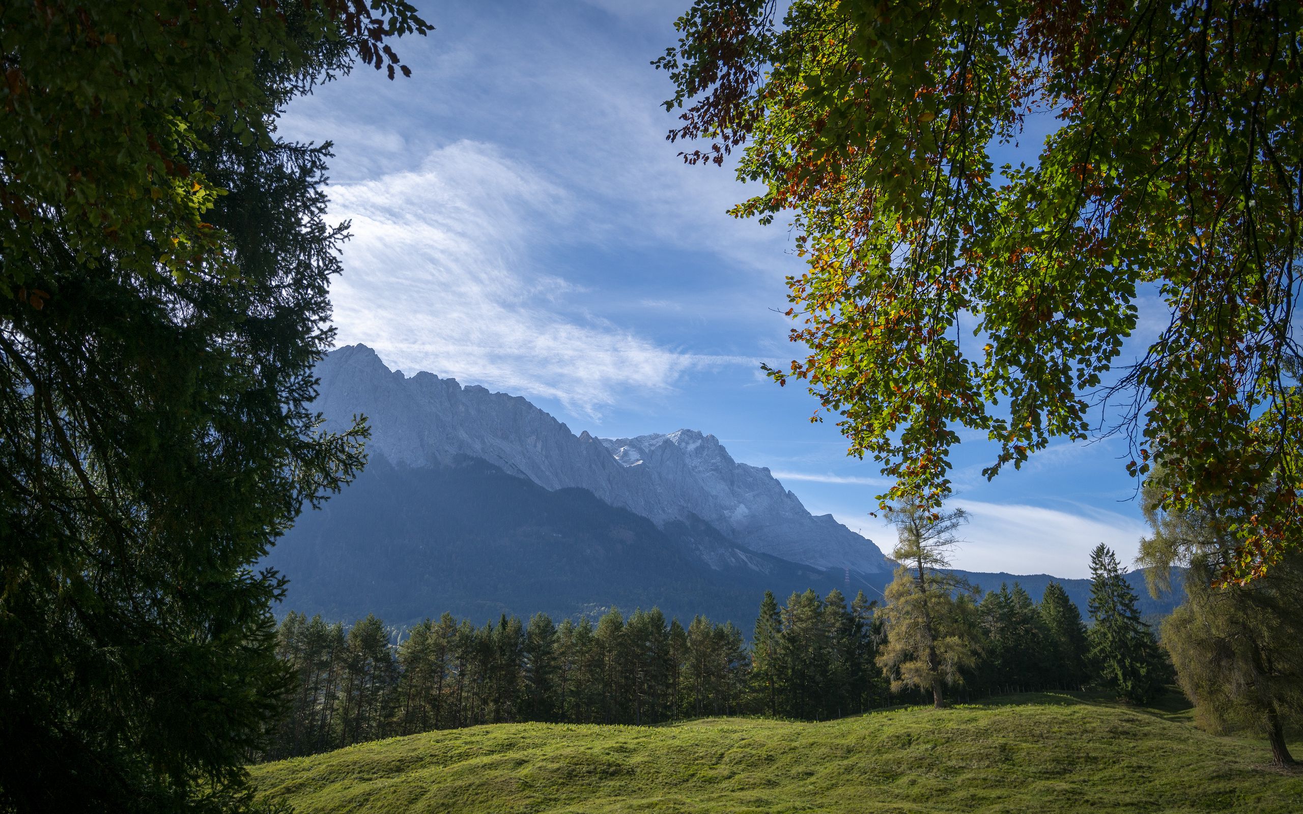 Forest meadows