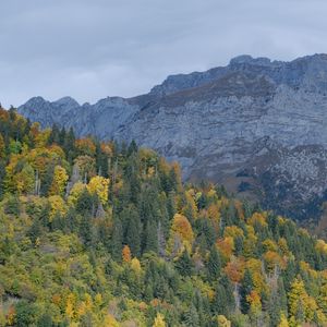 Превью обои горы, деревья, лес, склон, природа