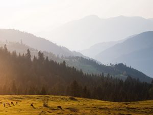 Превью обои горы, деревья, небо, туман