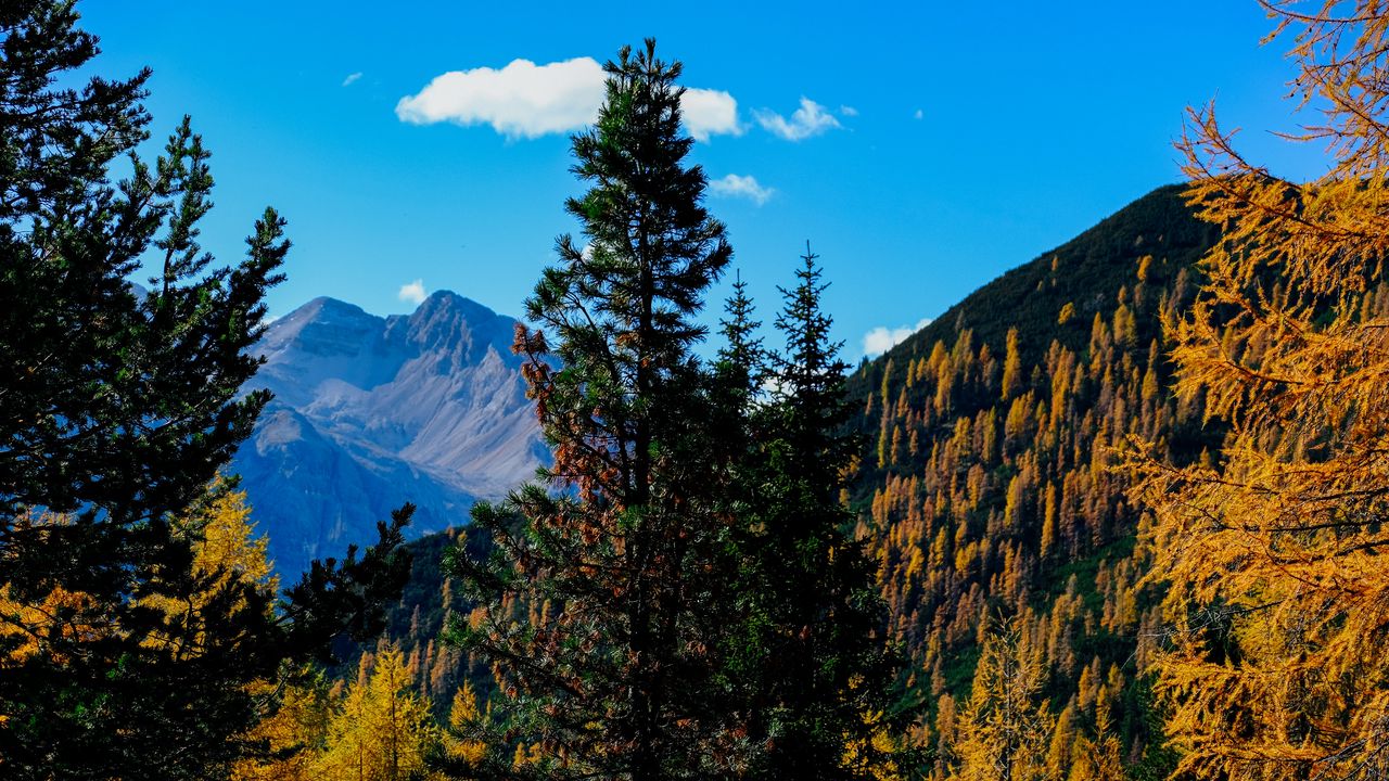 Обои горы, деревья, осень, пейзаж, ветки, вершина