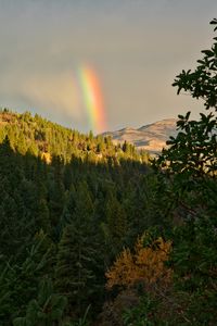 Превью обои горы, деревья, радуга, пейзаж