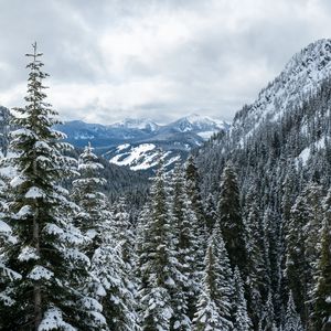 Превью обои горы, деревья, снег, снежный, лес