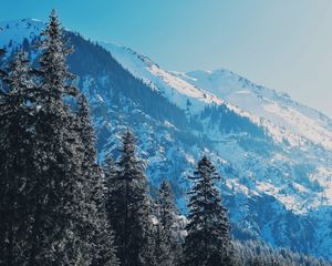 Превью обои горы, деревья, сосны, склоны, заснеженный