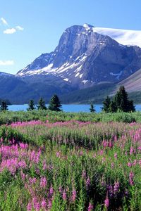 Превью обои горы, деревья, цветы, озеро, канада, поляна