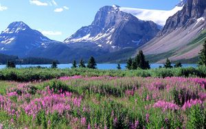 Превью обои горы, деревья, цветы, озеро, канада, поляна