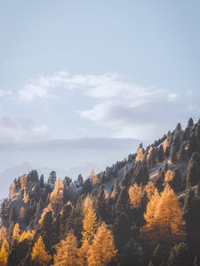 Превью обои горы, деревья, туман, склон, пейзаж