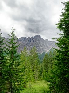 Превью обои горы, деревья, ветки, пейзаж