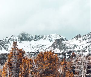 Превью обои горы, деревья, заснеженные, вершины