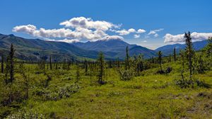 Превью обои горы, ель, деревья, облака, трава
