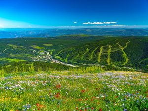Превью обои горы, холмы, цветы, трава, лес, зелень