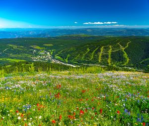 Превью обои горы, холмы, цветы, трава, лес, зелень