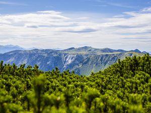 Превью обои горы, кусты, пейзаж