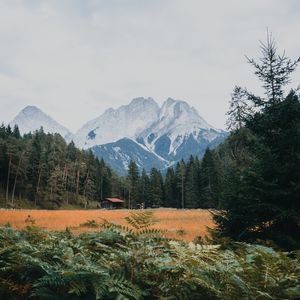 Превью обои горы, лес, деревья, кусты, заснеженный